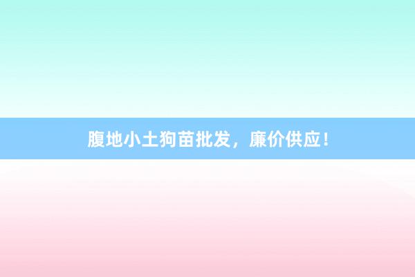 腹地小土狗苗批发，廉价供应！